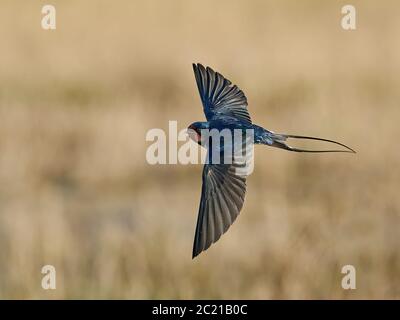 Barn swallow in its habitat in Denmark Stock Photo