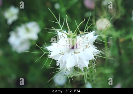 White Nigella damascena Albion Black Pod 'love-in-a-mist' flowers in bloom Stock Photo