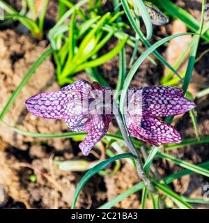 Fritillaria meleagris known as leper lily, snake's head fritillary, chess flower, frog-cup, Lazarus bell, chequered lily, chequered daffodil, drooping tulip, guinea-hen or guinea flower Stock Photo