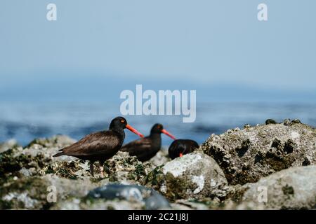 A small group of Black Oystercatchers on a rocky beach on Puget Sound Stock Photo