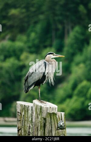Profile closeup portrait of a Great Blue Heron on a log piling Stock Photo