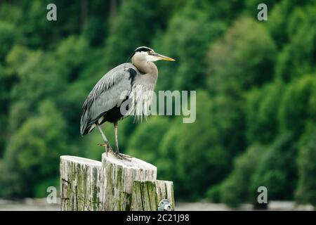 Side view of a Great Blue Heron on a log piling in Puget Sound Stock Photo