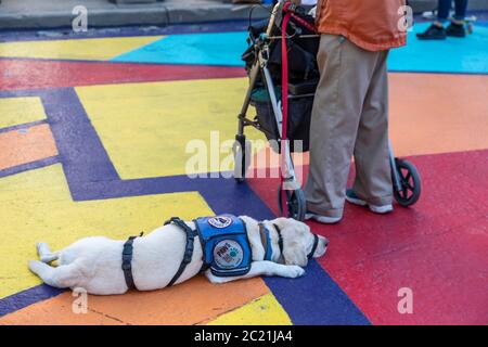 Detroit, United States. 15th June, 2020. Detroit, Michigan - A service dog naps as its owner waits to join a Black Disabled Lives Matter protest. Credit: Jim West/Alamy Live News Stock Photo