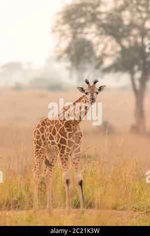 A baby Rothschild's giraffe ( Giraffa camelopardalis rothschildi) in a beautiful light at sunrise, Murchison Falls National Park, Uganda. Stock Photo