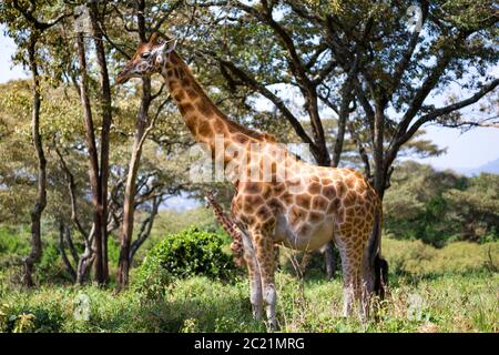 Some giraffes between the acacia trees in the savannah of Kenya Stock Photo