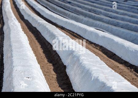 a foil-covered asparagus field for early spring harvest Stock Photo