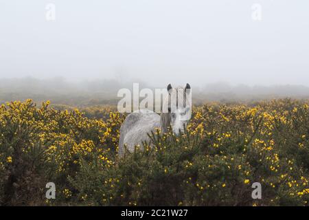Portrait of White Dartmoor pony standing alone in gorse moorland, in foggy weather. Stock Photo