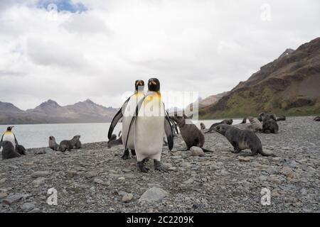 Sea Lions and King Penguins in Fortuna Bay, South Georgia Stock Photo