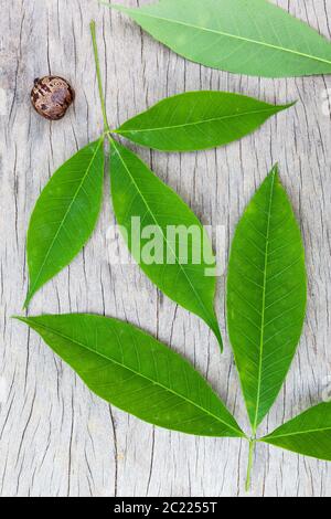 Rubber tree leaves on wooden surface Stock Photo