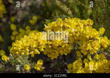 Flowering Madeira Broom (Genista maderensis) Stock Photo