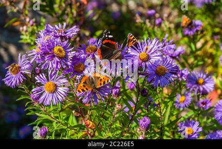 A Red Admiral and a tortoiseshell Stock Photo