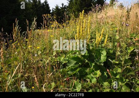 Verbascum thapsus, the great mullein or common mullein in czech republic Stock Photo