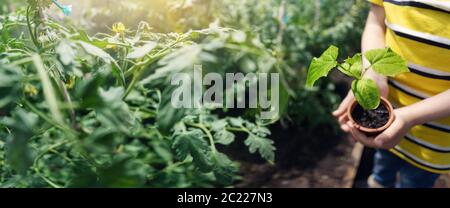 Hands of a child taking care of a seedling in the soil Stock Photo