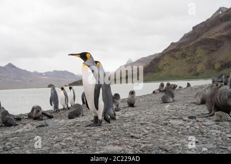 Sea Lions and King Penguins in Fortuna Bay, South Georgia Stock Photo