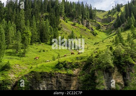 Cow herd on the pasture Stock Photo