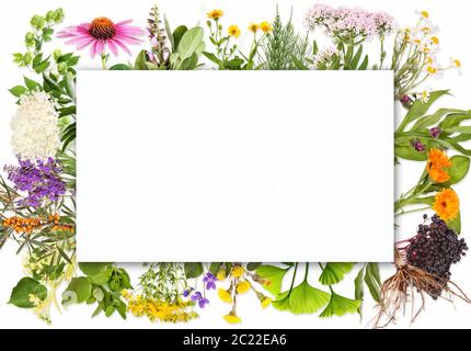 Blank label with medical plants Stock Photo