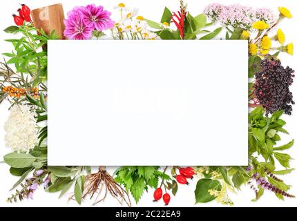 Blank label with tea plants Stock Photo