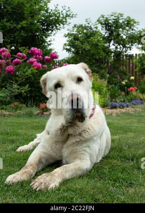 A white dog lies and looks at the camera with curiosity. Watchdog Central Asian Shepherd. Stock Photo