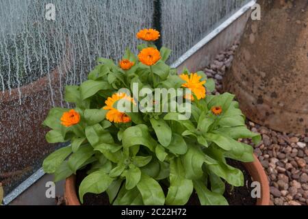Summer Flowering Bright Orange Common Marigold Plant (Calendula officinalis) Growing in a Terracotta Pot in a Country Cottage Garden in Rural Devon, E Stock Photo