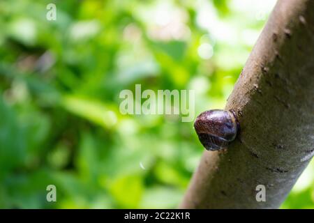 Close-up of a beautiful snail. snail creeping along the trunk. selective focus. Place for your text.