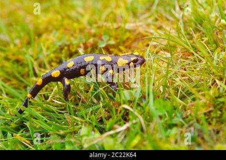 Fire Salamander crawling in the grass. The grass is wet from rain. Photographed close-up. Stock Photo