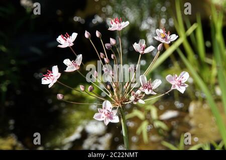 Doldige Schwanenblume, Wasserliesch, Blumenbinse (Butomus umbellatus)