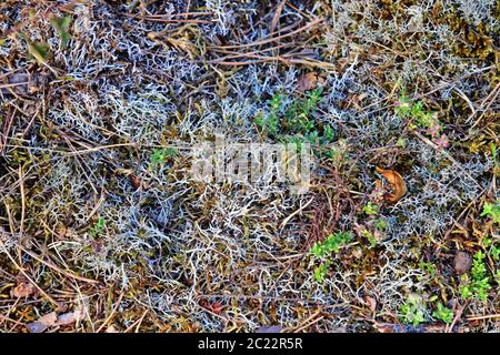 False reindeer lichens or speckled cup braids Cladonia rangiformis from the care SchÃ¶nau in Sandhausen Stock Photo