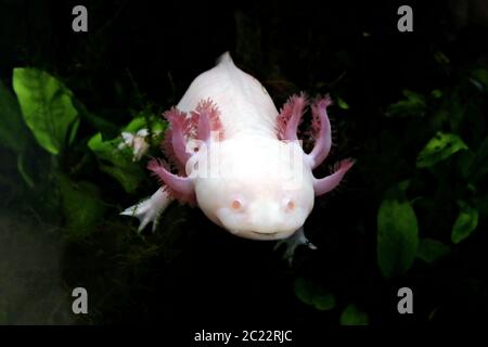 Closeup of albino Mexican axolotl salamander with black eyes white skin ...