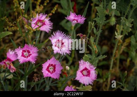 Rock carnation or gillyflower with beautiful purple red flowers photographed in the wild, province Overijssel Netherlands Stock Photo