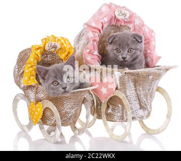 Scottish straight and scottish fold kittens. Two kittens in decorative strollers. Purebred kittens at the photo studio. Cats with decorations. Isolate Stock Photo