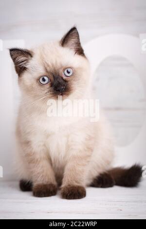 Scottish straight cat cream color. Background with kitten ready for your design. Cream-colored kitten looking into the camera Stock Photo