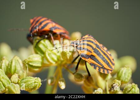 Striped bugs (Graphosoma lineatum) on a blossom in summer Stock Photo
