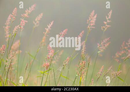 Yorkshire fog  (Holcus lanatus) grass on the foggy morning in Seaton Wetlands, Devon Stock Photo