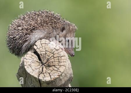 The hedgehog in the forest (Erinaceus europaeus) Stock Photo