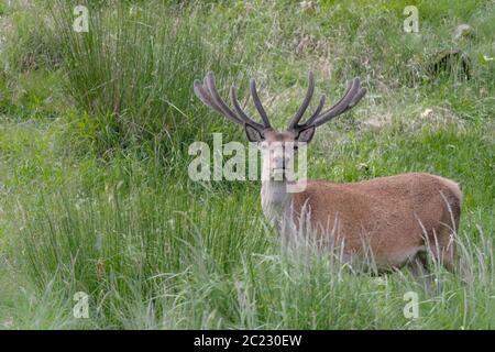 The mighty Red deer male in spring season (Cervus elaphus) Stock Photo
