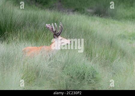Red deer male in spring season (Cervus elaphus) Stock Photo