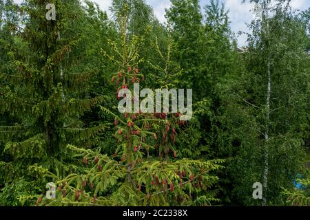 Young growing spruce blossom on a tip of branch spring, beautiful new cones in spruce Stock Photo