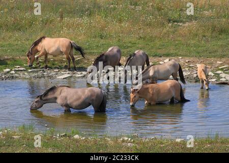 Konik herd, Polish primitive horse, drinking in a waterhole Stock Photo