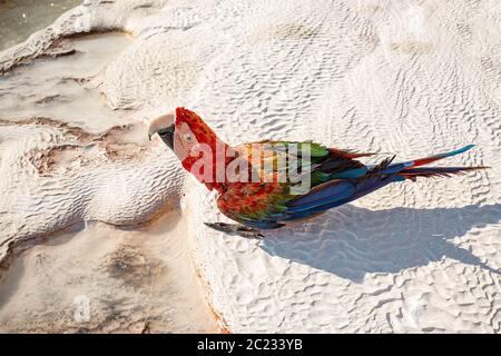 Cute bright colorful parrot on the white travertine pools surface in Pamukkale, Turkey Stock Photo