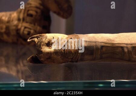 Leiden, The Netherlands - 01/26/2019:  mummy of a cat from ancient Egypt, ready for the afterlife. Stock Photo