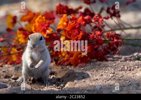 Alert ground squirrel stands in winsome posture before fallen flowers on desert ground in Arizona in American Southwest Stock Photo