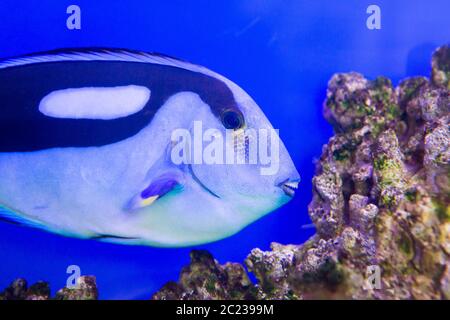 Blue Tang Surgeon Fish Paracanthurus hepatus at the aquarium of Vietnam Stock Photo
