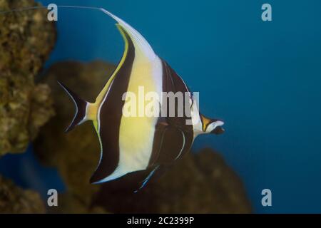 The Moorish Idol ( Zanclus cornutus) is a colorful reef fish found on ...