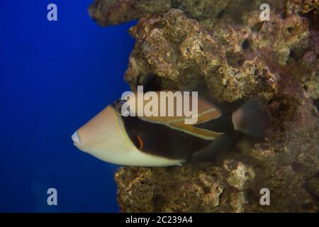 Lagoon triggerfish Rhinecanthus aculeatus , also known as the Picasso triggerfish. Stock Photo