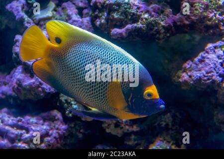 aquatic scenery showing a colorful Coral reef fish Stock Photo