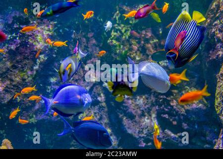 aquatic scenery showing lots of colorful reef fishes Stock Photo