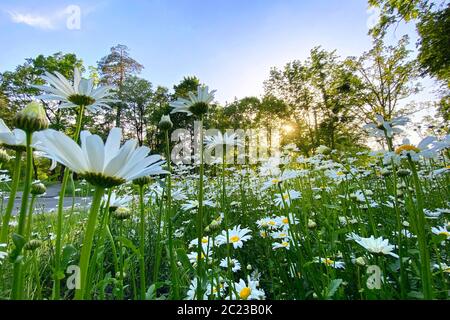 Flowering of daisies in the summer green meadow. Many chamomile flowers with long white petals, romantic flowerbed on a sunny day. Stock Photo