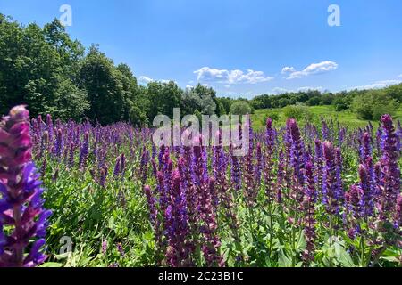 Meadow with many summer purple flowers. Salvia of violet color. Medicinal herb. Stock Photo