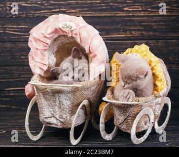 Scottish straight and scottish fold kittens. Furry kittens in decorations. On a black background Stock Photo