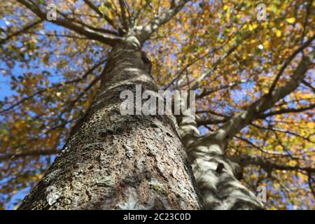 A perspective view upwards into the autumn foliage canopy of a maple tree